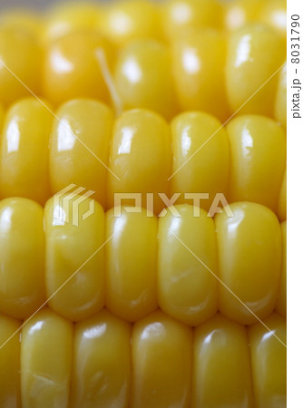プチプチジューシーな北海道産の茹でたトウモロコシ プチプチジューシーな北海道産の茹でたトウモロコシ 8031790