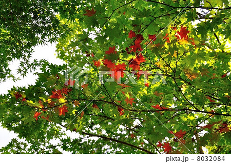 季節外れの紅葉 8032084