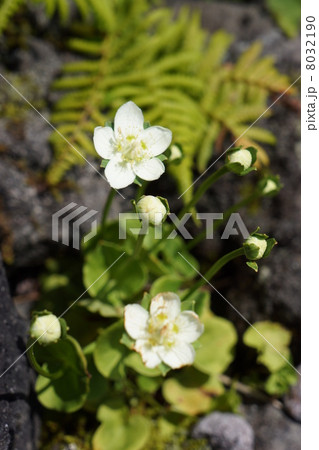 ウメバチソウ 8032190