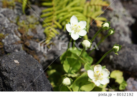 ウメバチソウ ウメバチソウ 8032192