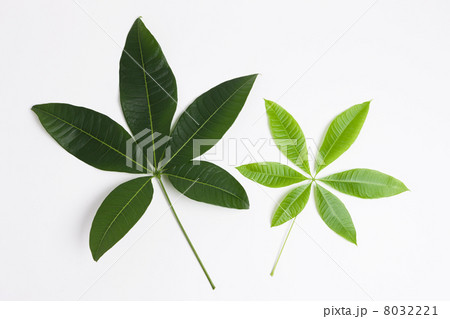 パキラの葉 8032221