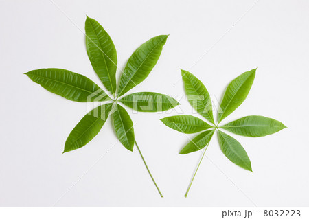 パキラの葉 パキラの葉 8032223