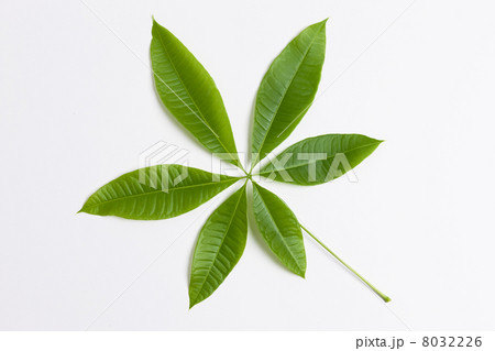 パキラの葉 8032226