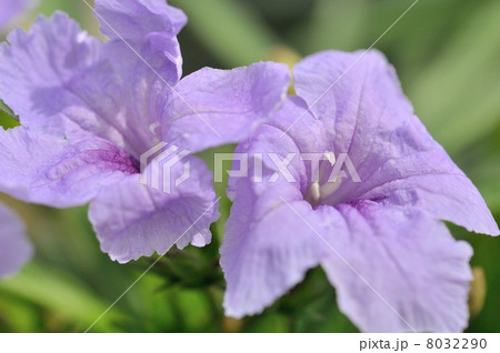 ルエリア 8032290