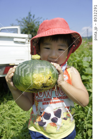 カボチャの収穫 8032291