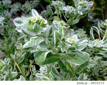 初雪草 ユーフォルビアマルギナタ 花 実 葉の写真素材