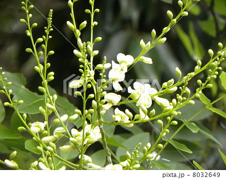 マメ科だと言う高木エンジュの白い花の写真素材