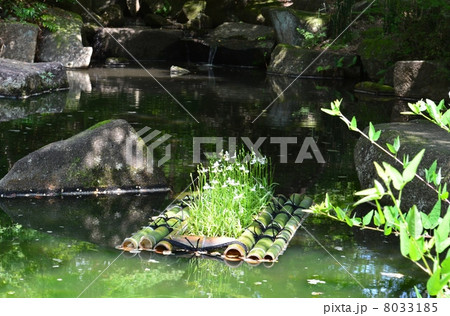 さぎそう花筏 8033185