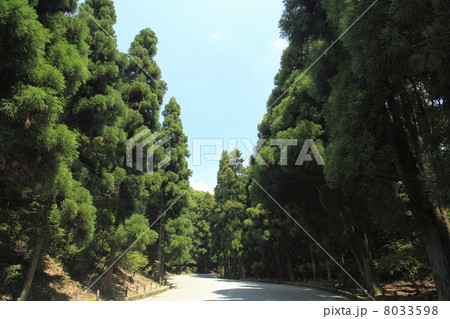 桃山御陵参道 8033598