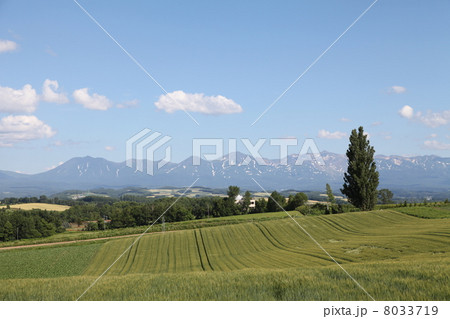 ケンとメリーの木 ケンとメリーの木 8033719