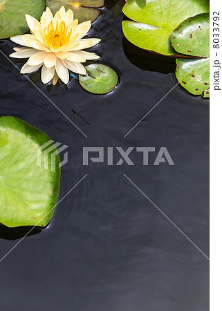 Water Surface with Floating Yellow Water Lily and Green Leaves Water Surface with Floating Yellow Water Lily and Green Leaves 8033792