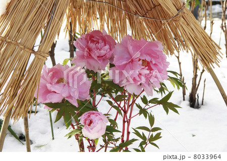 東京都　上野東照宮の牡丹 8033964