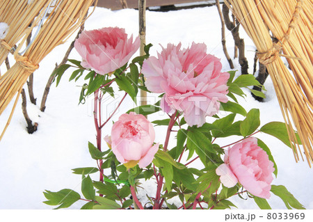 東京都　上野東照宮の牡丹 8033969