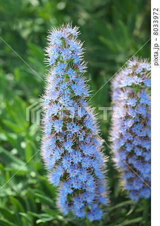 エキウム・カンディカンス エキウム・カンディカンス 8033972