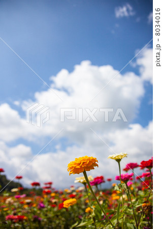 カラフルな百日草畑　花の写真素材 8034016