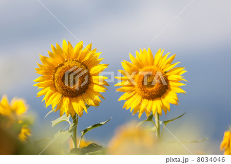 黄色いヒマワリ 花の写真素材 黄色いヒマワリ 花の写真素材 8034046