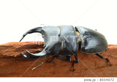 国産オオクワガタ　樹木の上での白バック背景 8034072
