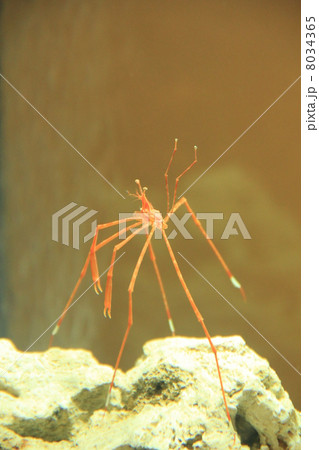 動物　海　かに　ミズヒキガニ　　 8034365