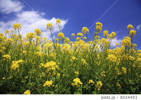 菜の花畑 菜の花畑 8034401