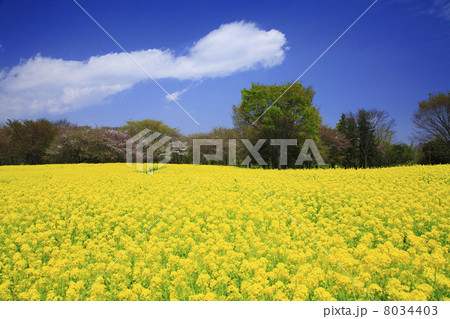 菜の花畑 8034403