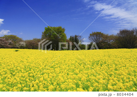 菜の花畑 8034404