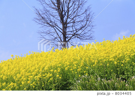 菜の花畑 菜の花畑 8034405