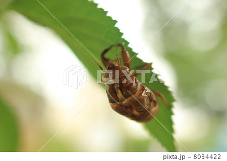 動物 昆虫 せみ ぬけがら 7月 動物 昆虫 せみ ぬけがら 7月 8034422
