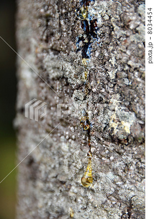 松の樹液 8034454