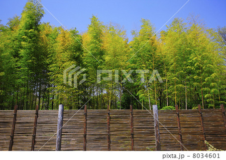 竹塀と竹林 8034601