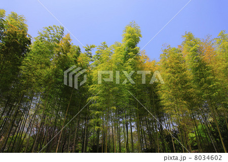 竹林 竹林 8034602