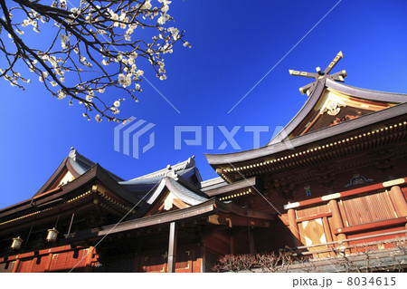東京都・湯島天神 8034615