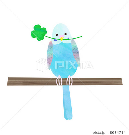 インコ インコ 8034714