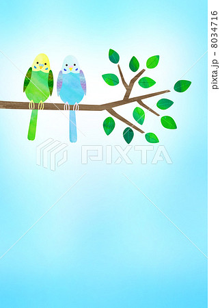 インコ インコ 8034716
