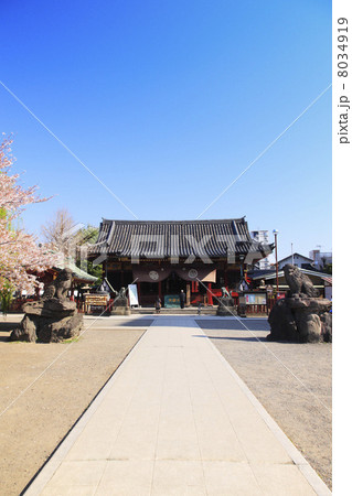 東京都・春の浅草神社 8034919