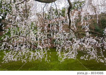 京都御苑 近衛邸跡の枝垂れ桜 京都御苑 近衛邸跡の枝垂れ桜 8034986