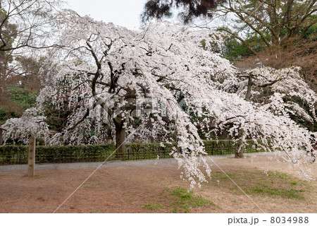 京都御苑 近衛邸跡の枝垂れ桜 京都御苑 近衛邸跡の枝垂れ桜 8034988