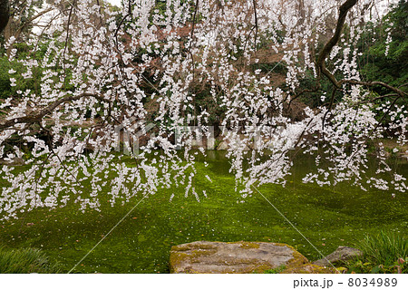 京都御苑　近衛邸跡の枝垂れ桜 8034989