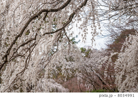 京都御苑　近衛邸跡の枝垂れ桜 8034991