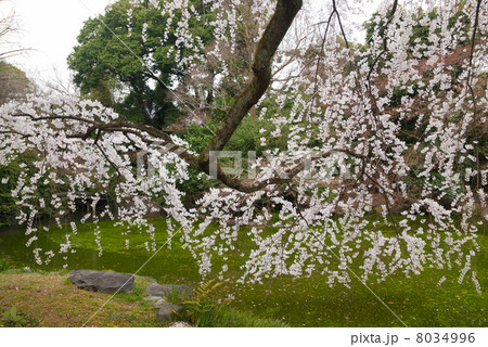 京都御苑 近衛邸跡の枝垂れ桜 京都御苑 近衛邸跡の枝垂れ桜 8034996