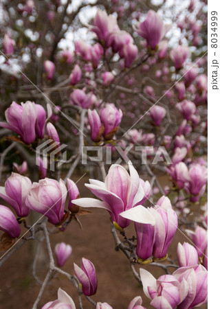 京都御苑　モクレン 8034999