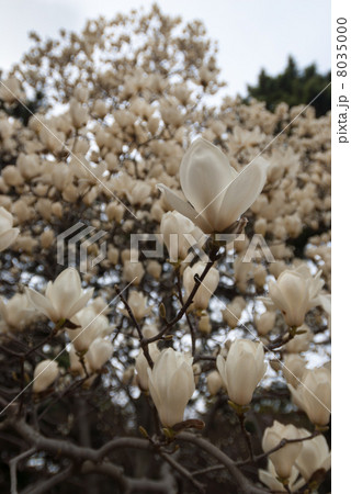 京都御苑 ハクモクレン 京都御苑 ハクモクレン 8035000