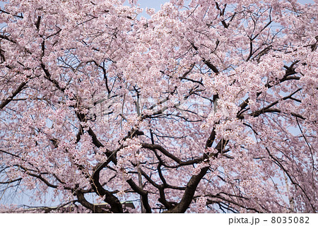 有栖川宮旧邸　枝垂れ桜 8035082