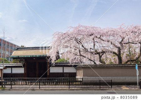 有栖川宮旧邸　枝垂れ桜 8035089