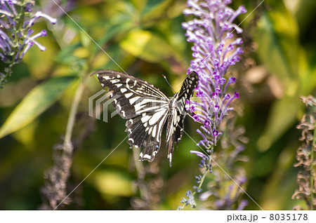 アゲハチョウとトウフジウツギ 8035178