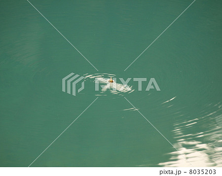 泳げないハチ 8035203