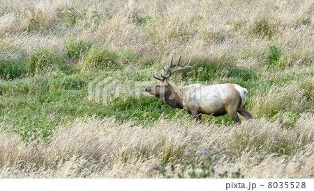 Tule Elk 8035528