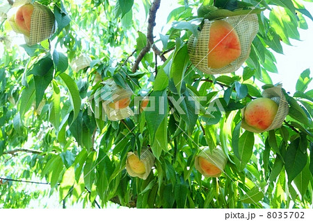 和歌山県 紀の川市の桃畑 和歌山県 紀の川市の桃畑 8035702