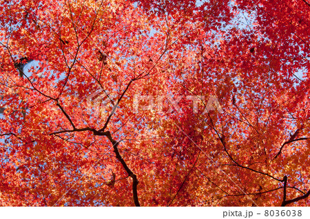 楓の紅葉 8036038