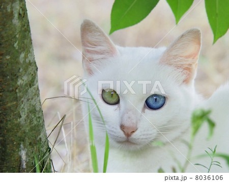 オッドアイ 8036106