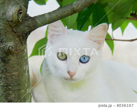 オッドアイ 8036107